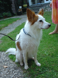 Kein begossener Pudel, sondern Toni